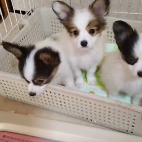 子犬ちゃんの動画ですの画像