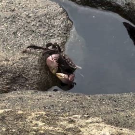 はずかしがりやさんの画像