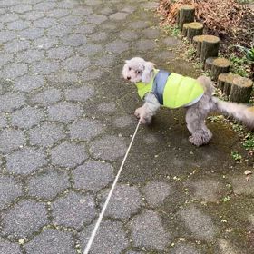 パメちゃん元気です。　お散歩編の画像