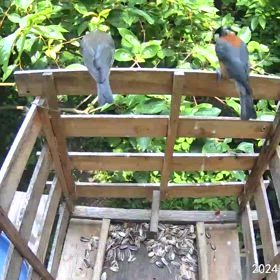 すぎぴたんの事件簿シーズン3　526話（もう、もらえない子ヤマガラ）の画像