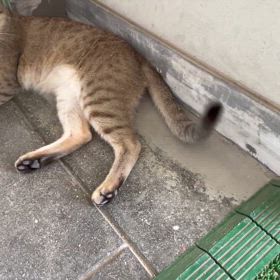 シュレディンガーの猫の画像