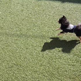 走りますの画像