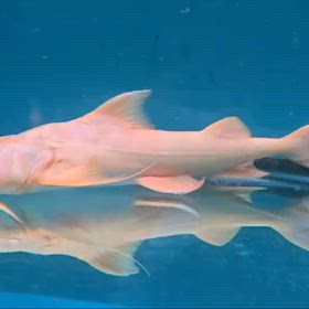 超激レア魚捕獲！これが世界に誇るホンマの1点物や！の画像