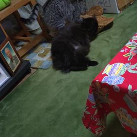 くつろぎタイムの画像