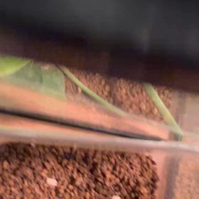 いちばん最年少のピンちゃんの画像