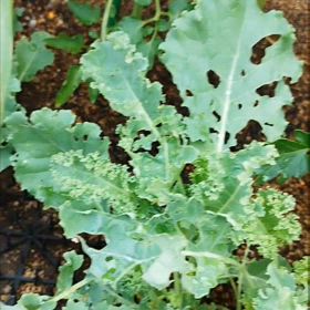 モンシロチョウは産卵中！の画像