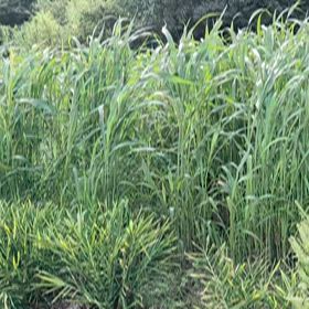 ソルゴーの画像