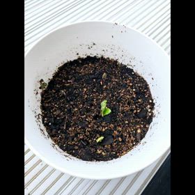 あさがおの成長の画像