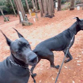 東京ブルーグレートデーン・冬の楽しみ♪(´ε｀ )の画像