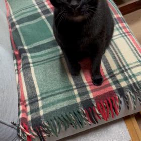 黒猫さんのジジ坊の画像