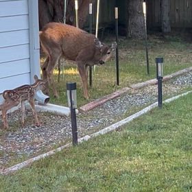 速報：仔鹿ちゃん　笑の画像