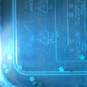 コリドラス 産卵  4日目の画像