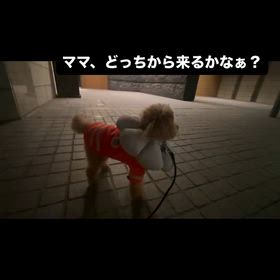 ポコ　送迎のときのお楽しみの画像