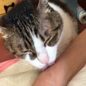 再生可能エネルギーに電気環境を切り替える？忘れてたー、甘えん坊デールにゃん動画。の画像