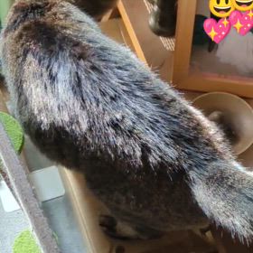 悪戯したいけど/ᐠ｡ꞈ｡ᐟ\の画像