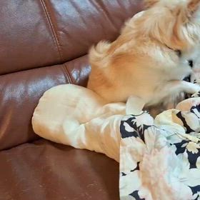 オンプちゃんトライアル終了しました♬の画像