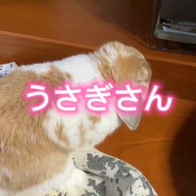 うさぎさんは甘えん坊の画像