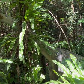 名護市　御菓子御殿の画像