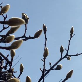 木蓮咲くよ〜の画像