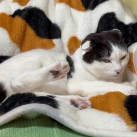 癒されるだけの存在ではなくて…の画像