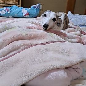 アクアちゃんの画像