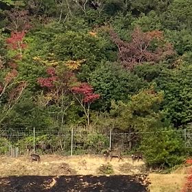 こちら鴨猟ガイド中に発見の画像