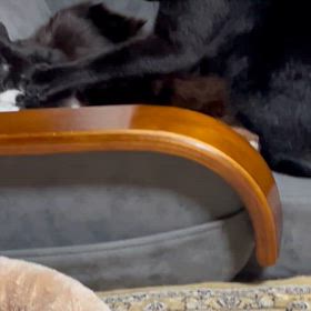 2024/06/05      仁義なき猫さんの世界の画像