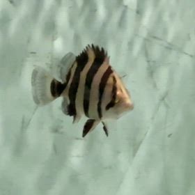 初のお問い合わせで超激レアな両側Vバンドリアル ご成約頂きました！の画像