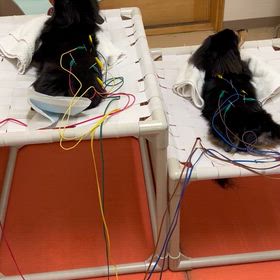 姉妹でメンテナンス鍼灸治療の画像