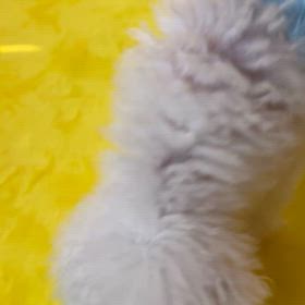 あーもう！の画像