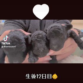 2025年1月20日生まれトイプードルの画像