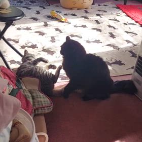 ┐(´д｀)┌の画像