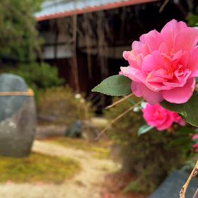 京都 本満寺 花のある風景の画像