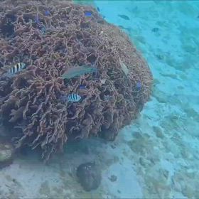 海に帰りたいの画像