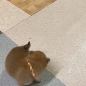 桃乃っ子の画像