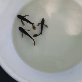 明日からの営業の画像