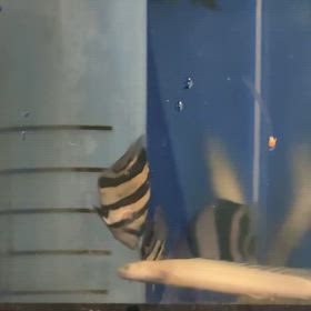 ボンサイアクアも大盛況！世界基準クラス卸してますの画像