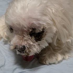 モナちゃん　スッキリの画像