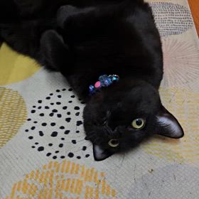 今日もかまってちゃんは健在ですの画像