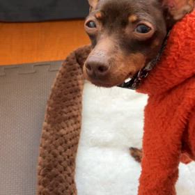 チーの特徴の画像