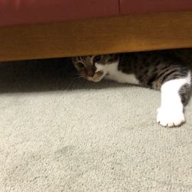 モヤモヤ病の原因の一つは広告無しの特典にゃんの画像