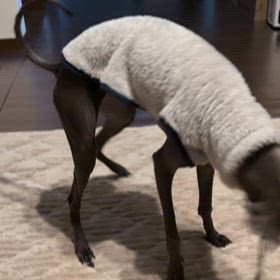 エルスとルーク　新しいおもちゃの画像