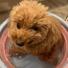 ポコさん　打たせ湯がお好きの画像