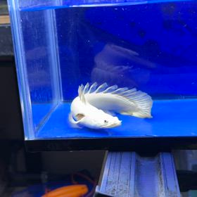 鬼のポリプマニアのデルさんに超極上蜃気楼ご成約頂きました！の画像