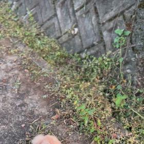 ココちゃん散歩の画像