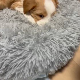 チベタンテリア家族募集の画像