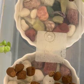 癒しのチビクロと半世紀ぶりの縄跳びの画像