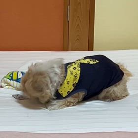 腎不全、余命ひと月だったけど　※追記の画像