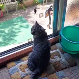 蝉(@_@)と、さくら(=ﾟωﾟ=)の画像