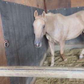 今日も癒されてきましたの画像